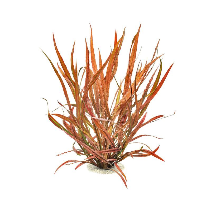 Cryptocoryne spiralis tiger