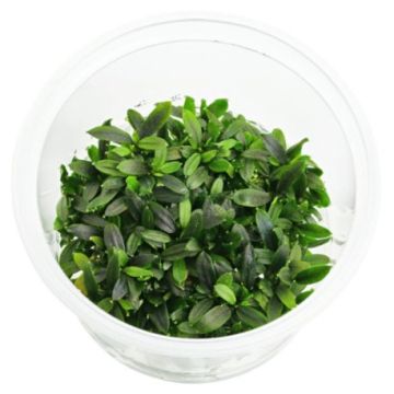 Bucephalandra sp maia