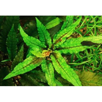 Cryptocoryne wendtii green gecko