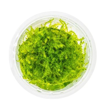 Leptodictyum riparium (stringy moss)