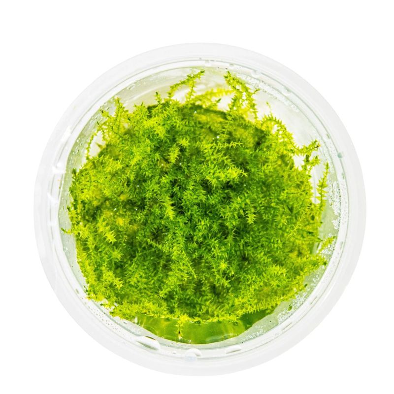 Leptodictyum riparium (stringy moss)