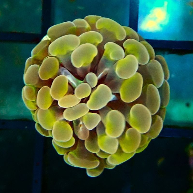 Bouture Euphyliia parancore orange 1 polype