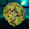 Bouture Euphyliia parancore orange 1 polype