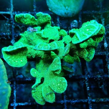 Bouture Pavona decussata vert