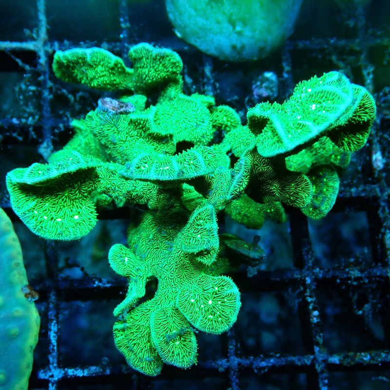 Bouture Pavona decussata vert