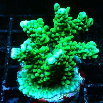 Bouture Montipora Capitata vert
