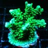 Bouture Montipora Capitata vert