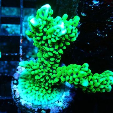 Bouture Montipora Capitata vert