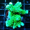 Bouture Montipora Capitata vert