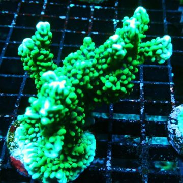 Bouture Montipora Capitata vert