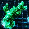 Bouture Montipora Capitata vert