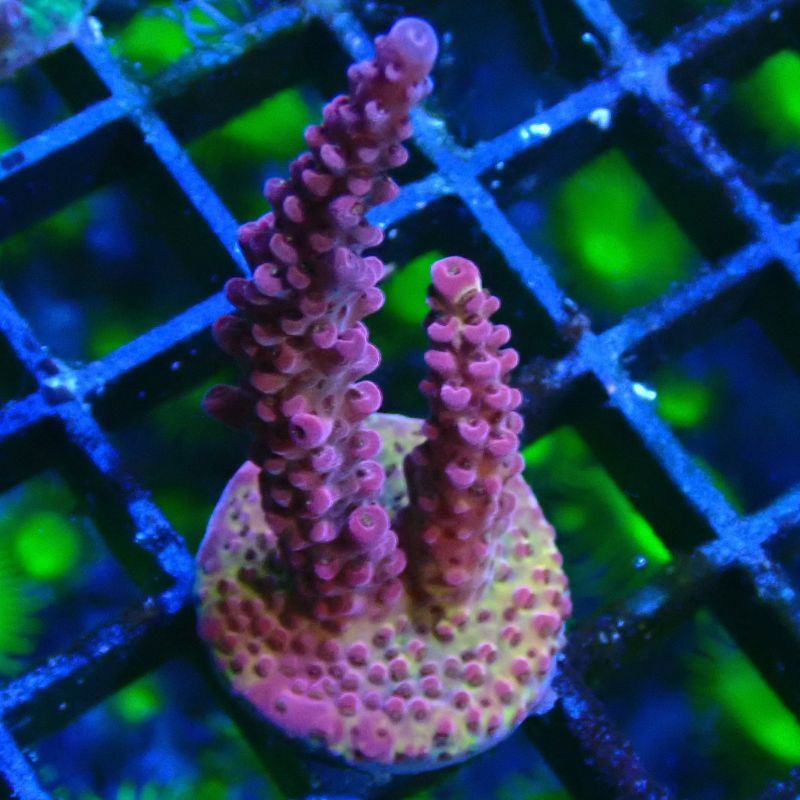 Acropora PC Rainbow