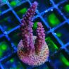 Acropora PC Rainbow