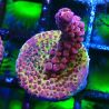 Acropora PC Rainbow