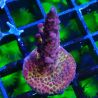 Acropora PC Rainbow