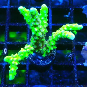 AK Goldenrod Anacropora 18B4