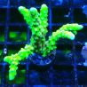 AK Goldenrod Anacropora 18B4