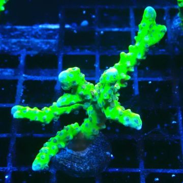 AK Goldenrod Anacropora 18B4