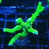 AK Goldenrod Anacropora 18B4