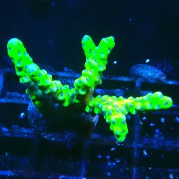 AK Goldenrod Anacropora 18B4