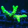 AK Goldenrod Anacropora 18B4