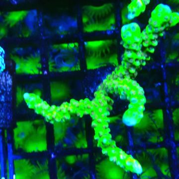 AK Goldenrod Anacropora 18B4