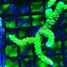 AK Goldenrod Anacropora 18B4