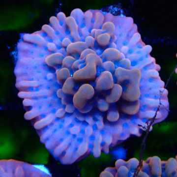 JF Montipora Altered Ego 11B8