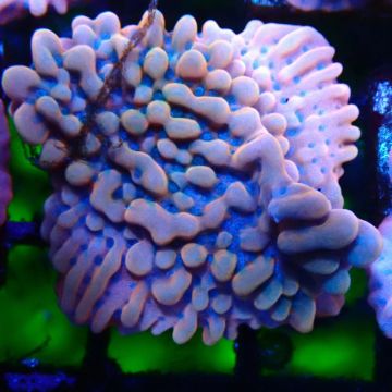JF Montipora Altered Ego 11B8