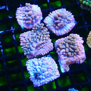 JF Montipora Altered Ego 11B8