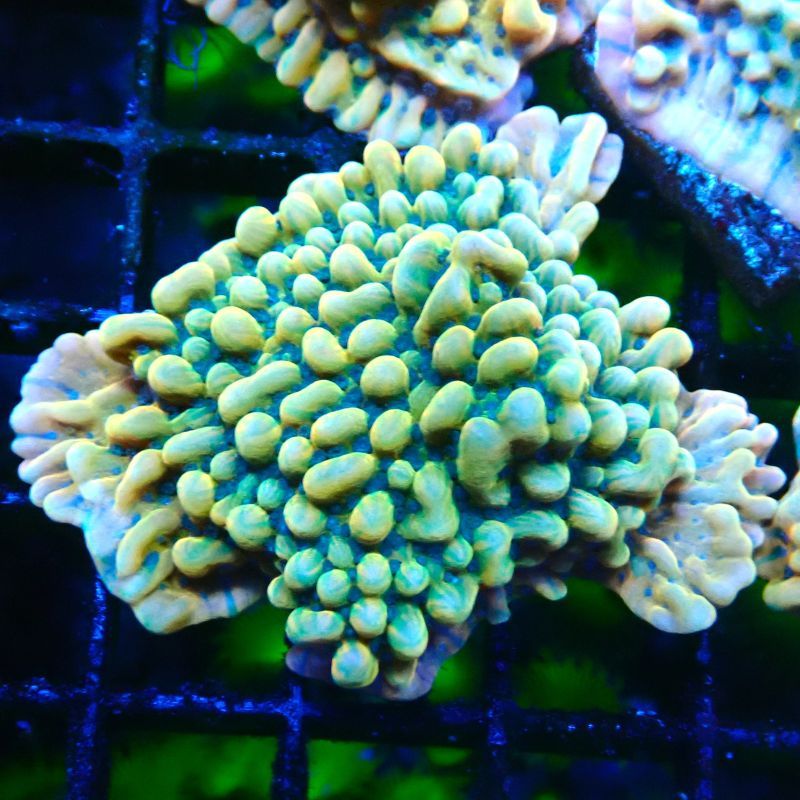 Bouture Montipora Brain Freeze 
