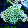 Bouture Montipora Brain Freeze 