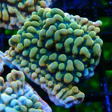 JF Montipora Brain Freeze 11G1