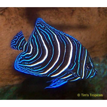 Pomacanthus Semicirculatus Juvenile: 4 tot 7 cm  