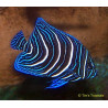 Pomacanthus Semicirculatus Juvenile: 4 tot 7 cm  