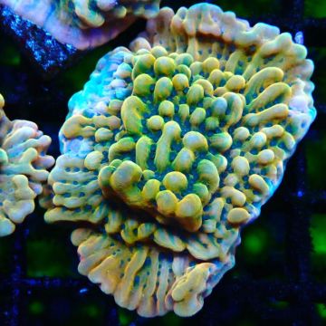 JF Montipora Brain Freeze 11G1