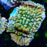 JF Montipora Brain Freeze 11G1