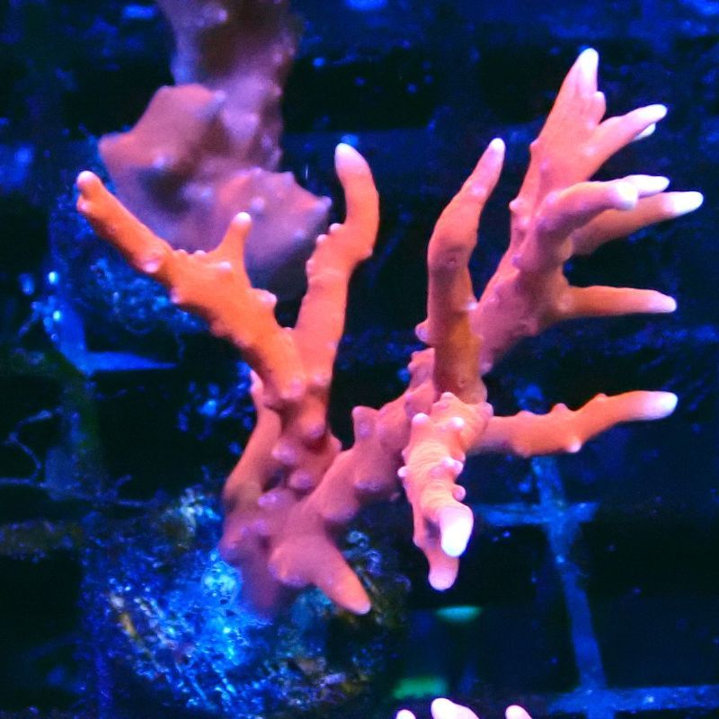 Bouture TNT Anacropora 