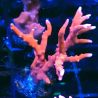 Bouture TNT Anacropora 