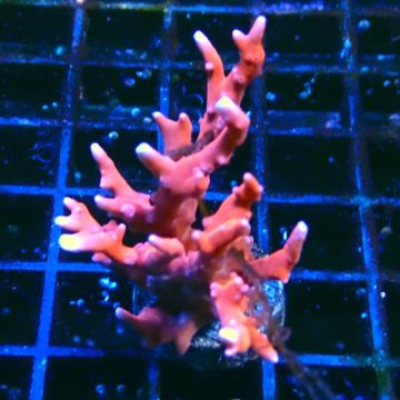 Bouture TNT Anacropora 