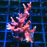 Bouture TNT Anacropora 