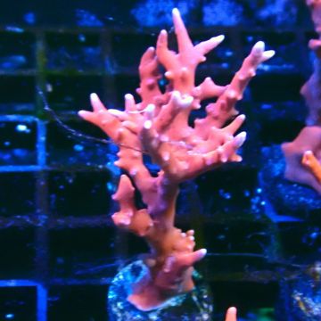 Bouture TNT Anacropora 