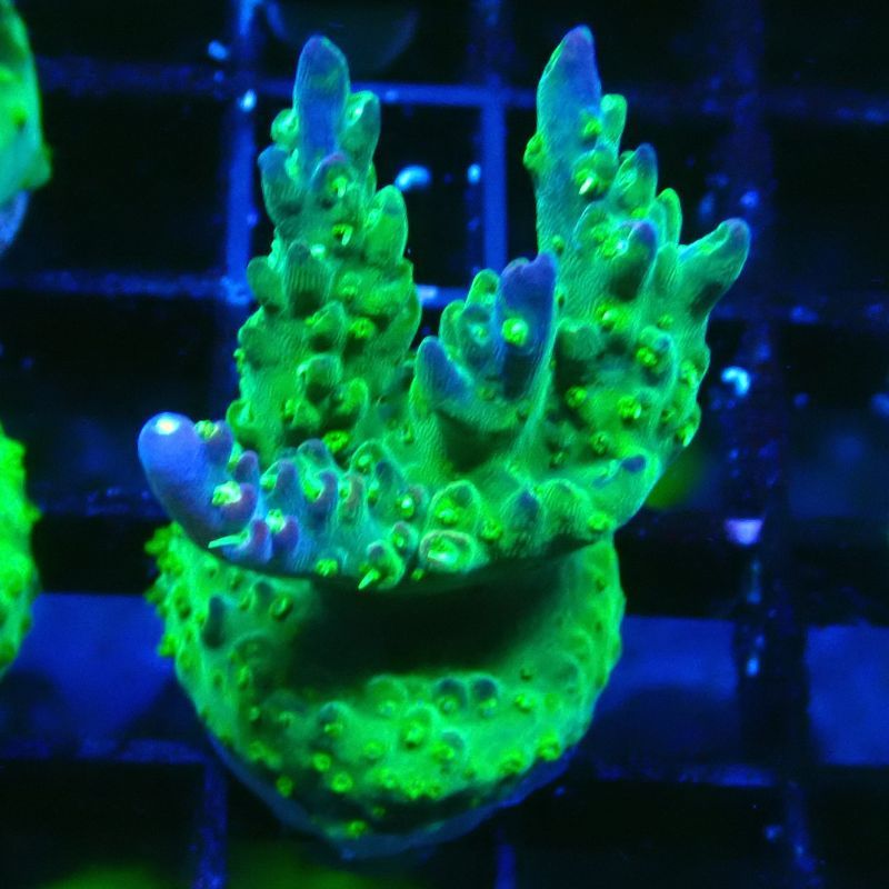 Bouture Acropora natalensis 