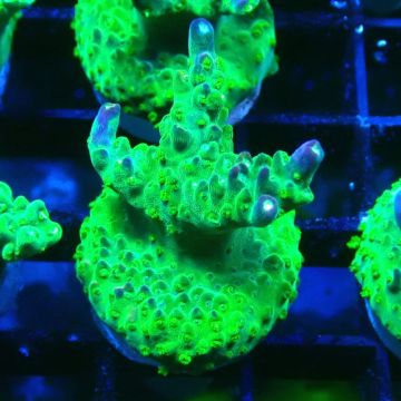 MH Acropora natalensis 5C1