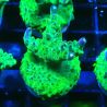 MH Acropora natalensis 5C1
