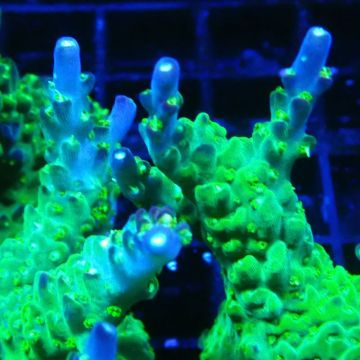 MH Acropora natalensis 5C1