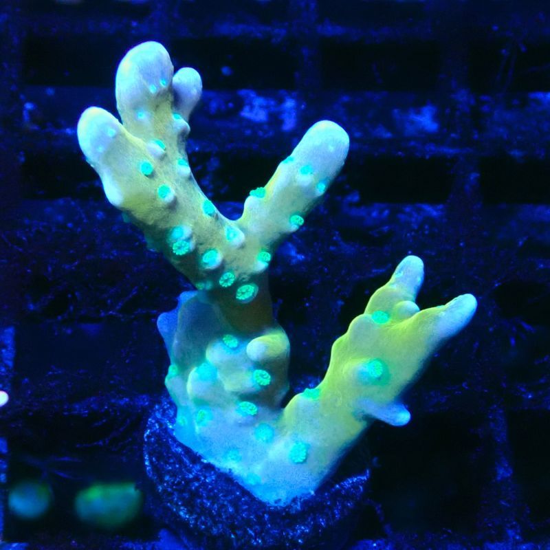 Bouture Tropicana Anacropora 