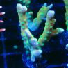 Bouture Tropicana Anacropora 