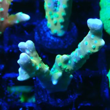 Bouture Tropicana Anacropora 
