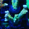 Bouture Tropicana Anacropora 